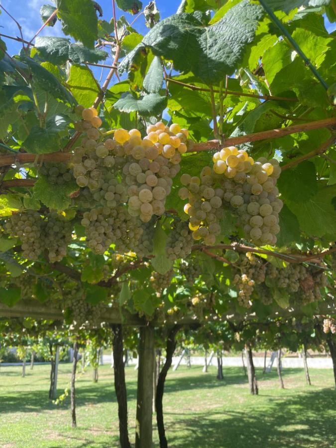 Habitacion Deluxe Rodeada De Vinedos Ribadumia Eksteriør bilde